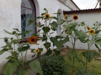 Дубковский сельский клуб