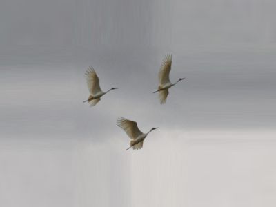 Летят журавли