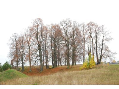 Священная роща