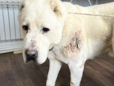 В Якутске возбуждено уголовное дело по факту нападения алабая на женщину в парке отдыха