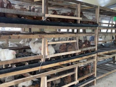 Домашнюю птицу для личных нужд предложено освободить от обязательного учета