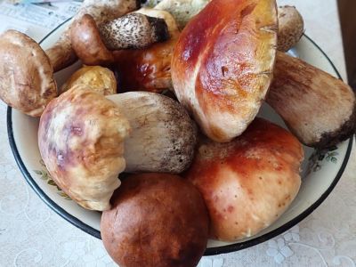 В окрестностях Якутска начали собирать грибы