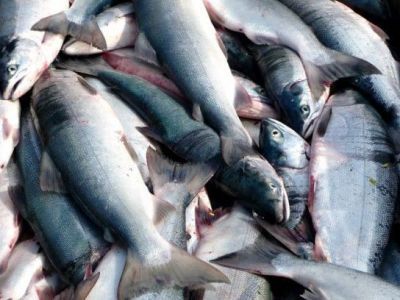 Кету и горбушу исключили из Красной книги Якутии