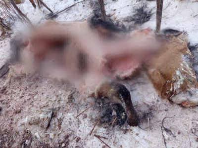 Волки нападают на лошадей в Усть-Алданском районе Якутии