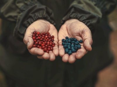 Российский рынок не останется без ягод