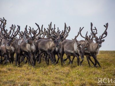 Аллаиховский район получит поддержку для увеличения поголовья оленей