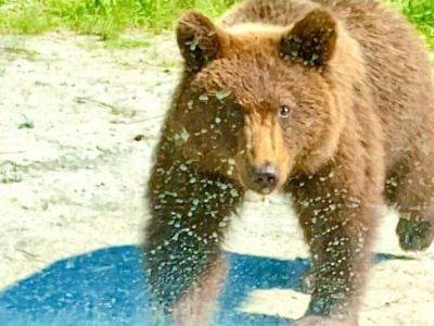 Фото: медведица с медвежатами выпрашивают у проезжающих еду на Колымской трассе