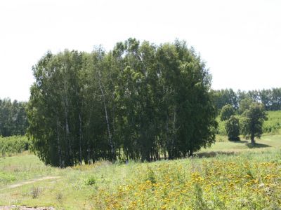 Священная роща