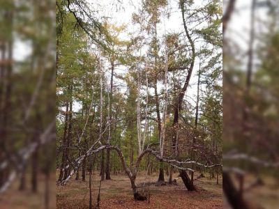 Довольно редкий случай. Девятиствольная береза выросла в Горном районе Якутии
