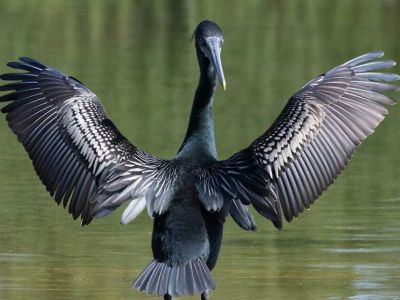 Минэкологии Якутии может разрешить отстрел бакланов для регулирования их численности