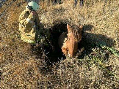 Лошадь провалилась в яму в поселке Нижний Бестях, ее достали пожарные