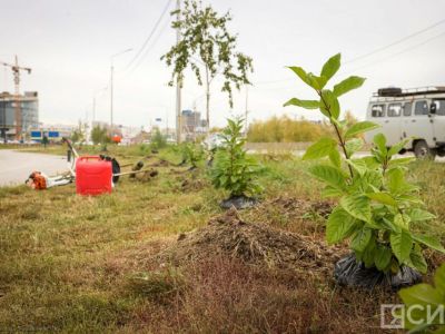 В День окончания Второй мировой войны в Якутске высадили 80 кустов сирени