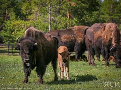 Около 2 тысяч туристов посетили бизонарий "Усть-Буотама" в Якутии