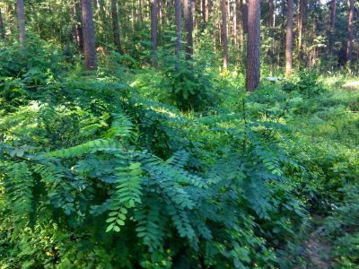 Усадебный парк