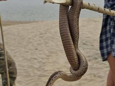 Гадюки, пауки и цапли начали расселяться на север из-за потепления климата