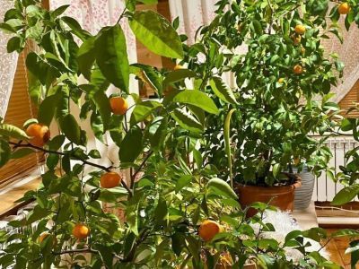 Мандарины, выращенные якутянкой, оказались новогодней шуткой