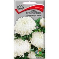 Астра пионовидная Снежная красавица
