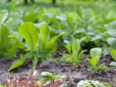 Роскачество вступило в Международную федерацию движения органического сельского хозяйства