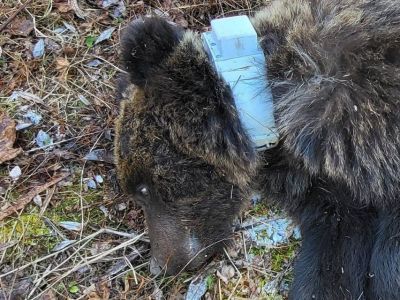 Спутниковый ошейник надели на бурого медведя в национальном парке «Ленские столбы»