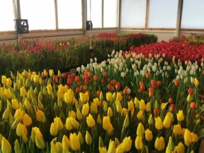 Семья из Мегино-Кангаласского района вырастила 20 тысяч тюльпанов к 8 Марта