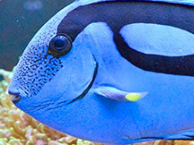 Океанариум