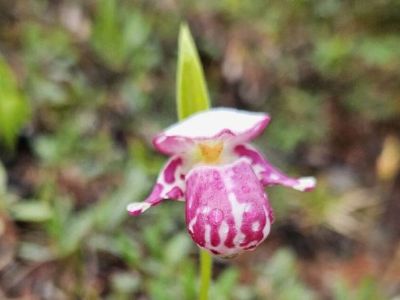 Редкий краснокнижный цветок заметили в Томпонском районе Якутии