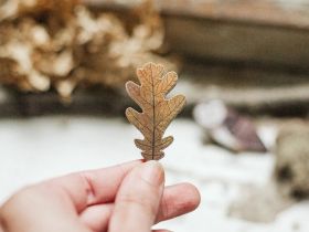 Деревянная брошка Дворникова А. "Дубовый листик"