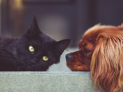 Исследователи посчитали, какой вред климату наносят кошки и собаки