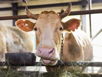 В Якутии не выявили новых случаев пастереллёза