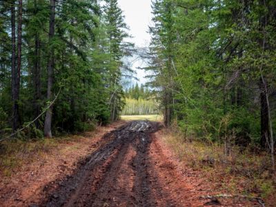 Мужчина ушел по ягоды и не вернулся в Нерюнгринском районе Якутии