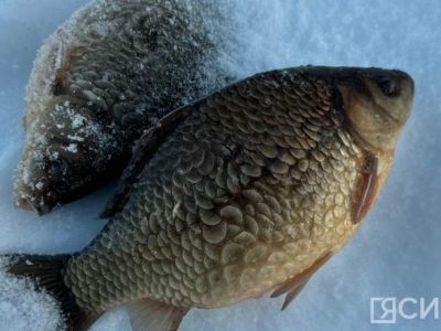 Фотофакт: в Вилюйском районе выловили карасей с необычной чешуей