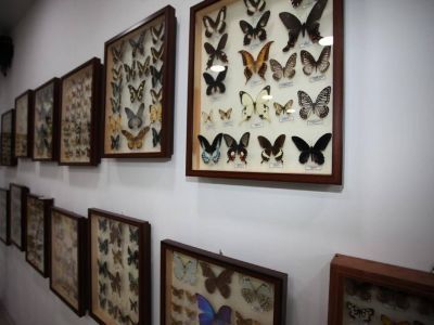 Музей «Насекомые мира»