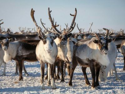 Соискателем премии «Человек труда» стал руководитель оленеводческого хозяйства из Анабарского района