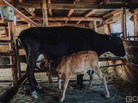 День сайылыка в Якутии: прогулка по летней ферме в Намском улусе