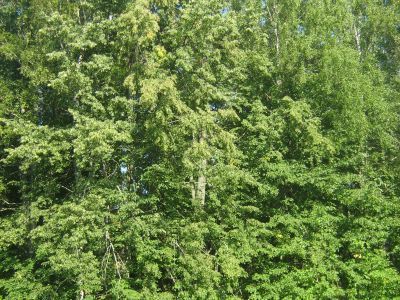 Парк усадьбы Захарьиных-Ильиных