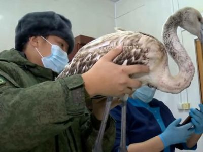 Будешь Гришей. Истории о том, как якутяне спасали животных в 2021 году