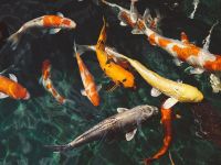 Рыбное место [тест]