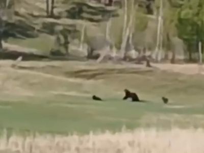 Медведицу с детенышами заметили рядом с деревней в Усть-Алданском районе