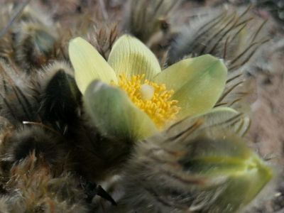 Ботанический сад СВФУ проведет благотворительную акцию "КЛАССный час в Саду"