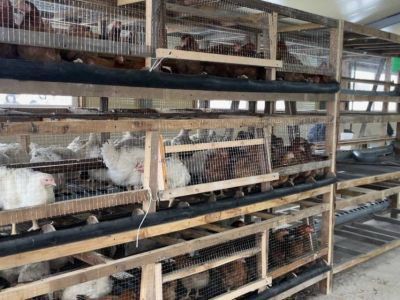 Минсельхоз России расширяет направления целевого использования льготных кредитов