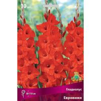 Гладиолус Евровижн (10 шт.)