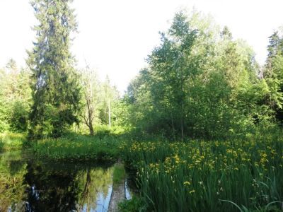 Парк усадьбы «Владимировская»