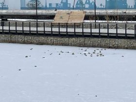 В Якутске вандалы выломали тротуарную плитку и выбросили её в Талое озеро