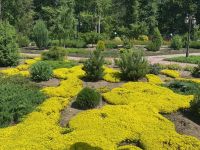 Дендрарий г. Выксы