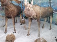 Вершино-Тейский муниципальный историко-краеведческий музей