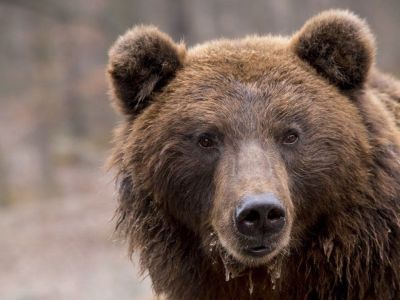 Экс-депутат Госсобрания (Ил Тумэн) Александр Крылов стал жертвой медведя в Оймяконском районе