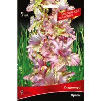 Луковицы Гладиолуса Прага (5 шт.)