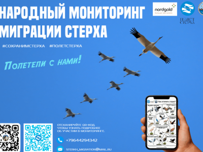 Якутяне могут помочь в мониторинге миграции стерха