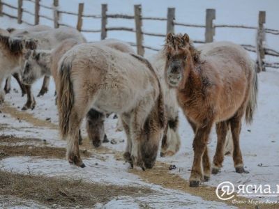 Неправильное кормление привело к гибели лошадей в Якутии