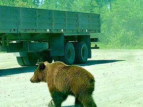 Фото: медведица с медвежатами выпрашивают у проезжающих еду на Колымской трассе
